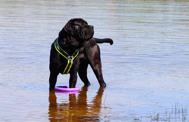 dog standing in lake