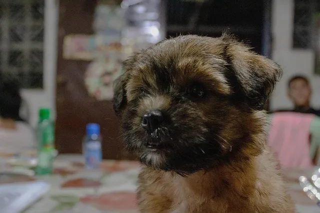 Shih tzu puppy dog looking