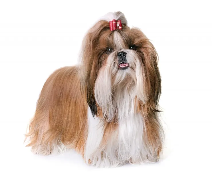 shih tzu with long hair