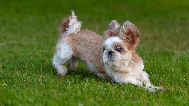 dog running in ground