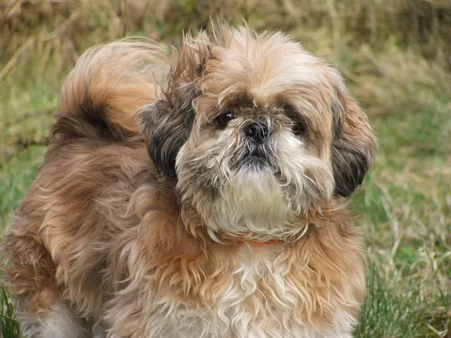 Shih Tzu view