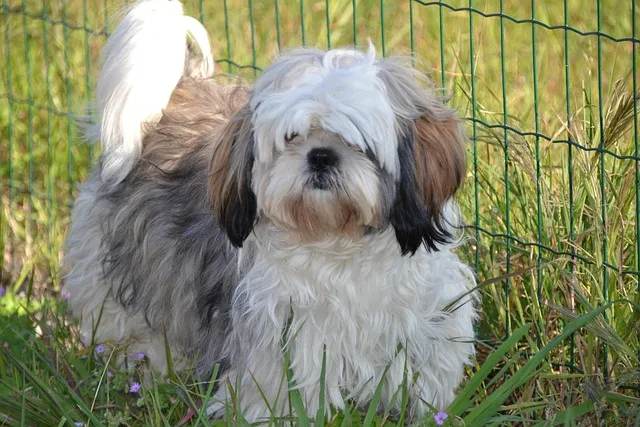 long hair dog walking