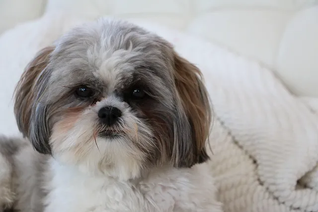 white shih tzu sitting on sofa