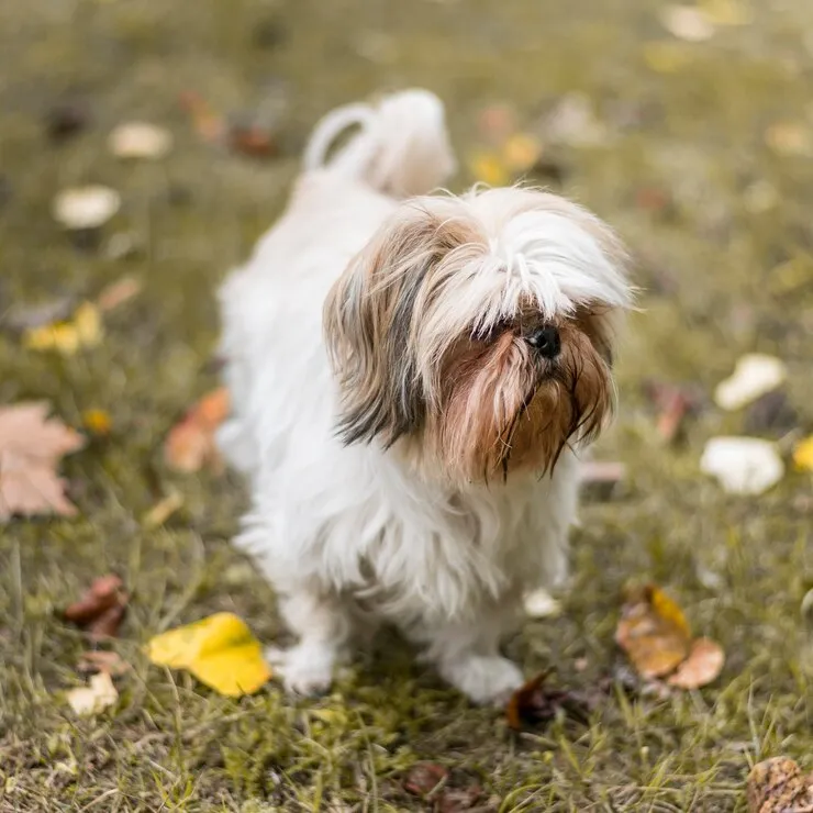 adorable dog walking