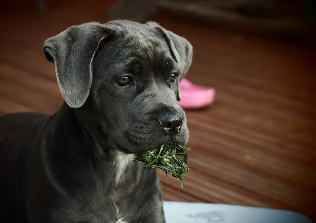 brindle cane corso eating grass