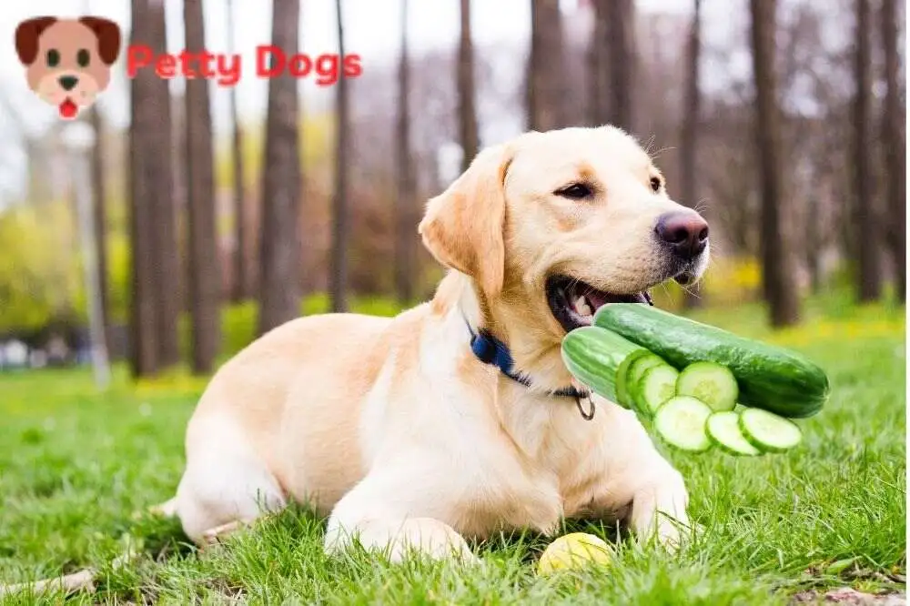 dog sitting and eating cucumber