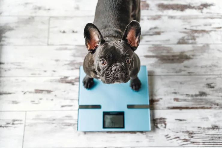 black dog weighing