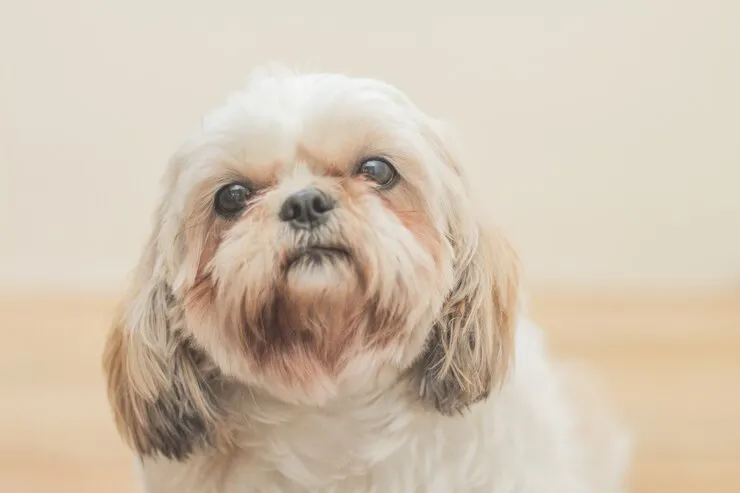 light brown maltese dog