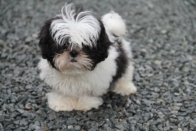 little shih tzu on road