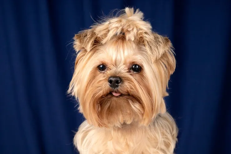 red shih tzu dog