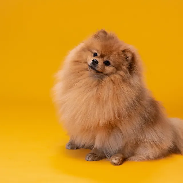 Pomeranian Shih Tzu Mix in yellow background