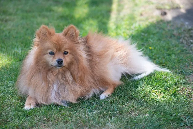 Pomeranian Shih Tzu Mix sitting on grass