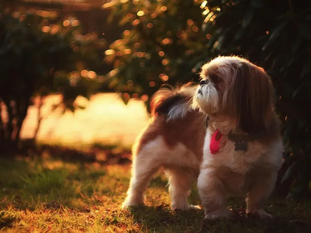 Shih Poodle view nature