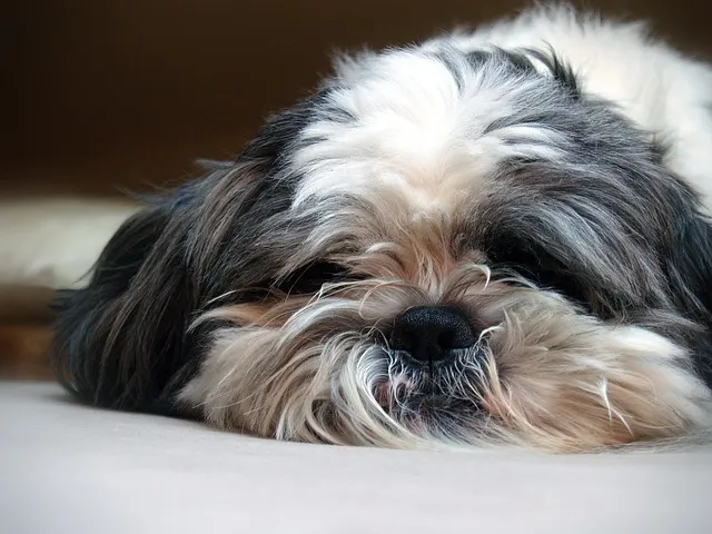 Shih Dog sleeping on floor