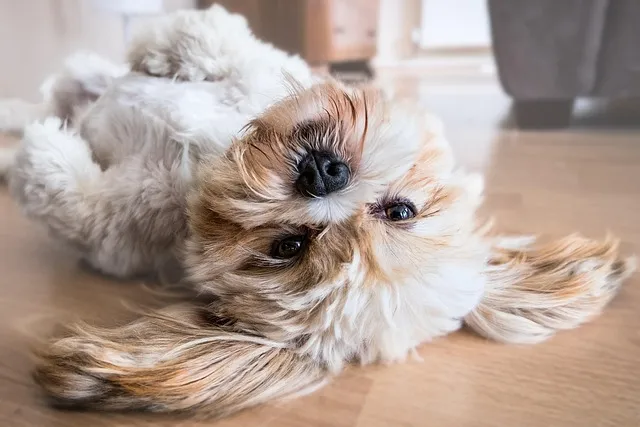 Shih Tzu bichon mix lying on floor
