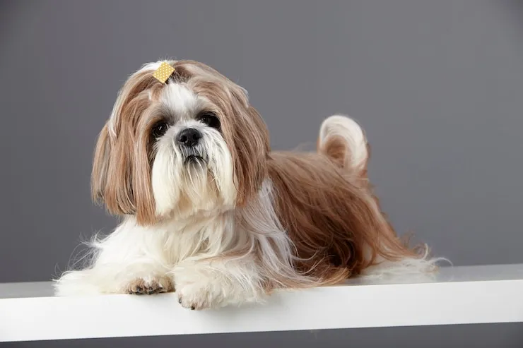 Shih Tzu baby dog lying