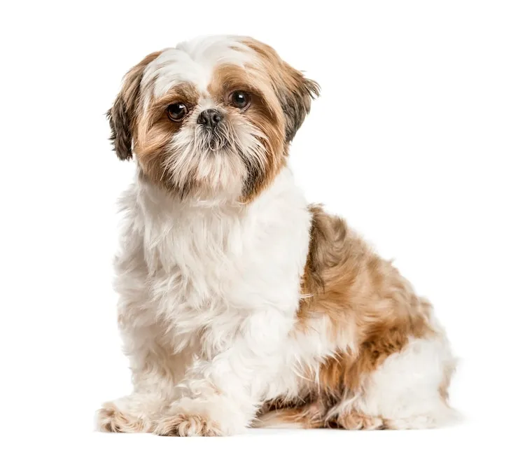 red and white shih tzu sitting