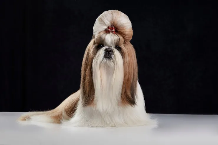 shih tzu dog with hair bun