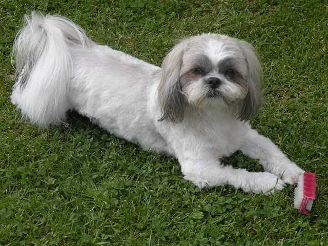 female dog lying on grass