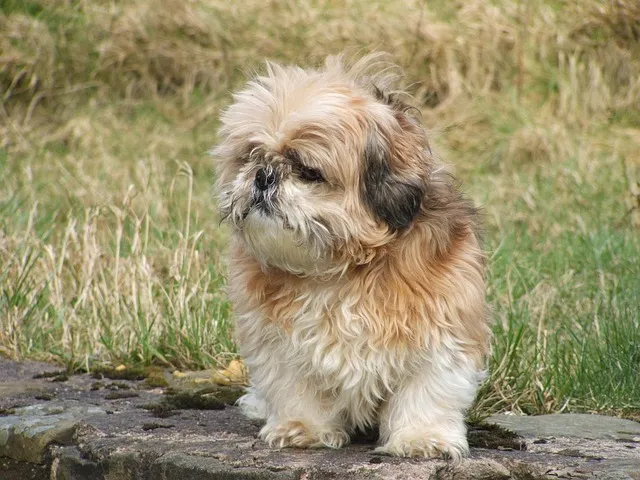 baby dog sitting on stone