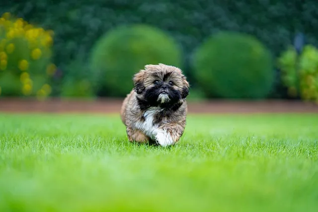 puppy dog walking on grass