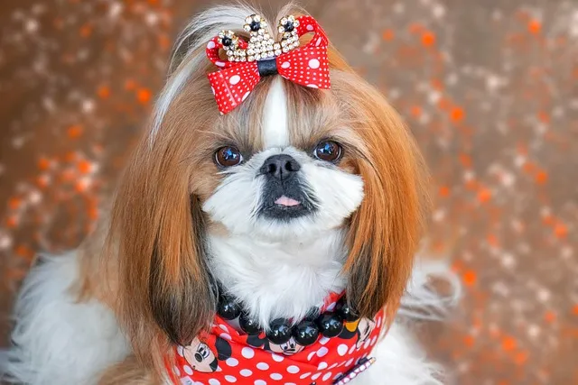 shih tzu with red and white hair