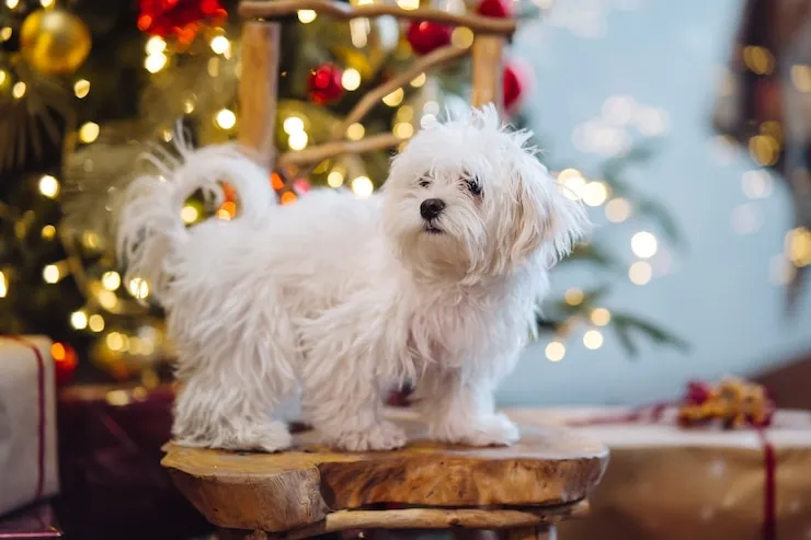 small white shih tzu standing