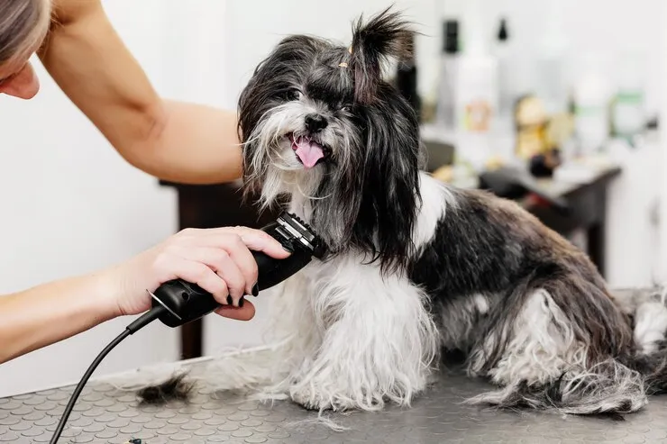 Haircut of dog