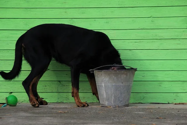 dog drink milk from bucket