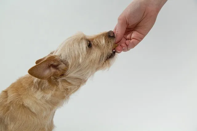 dog eat celery from owner