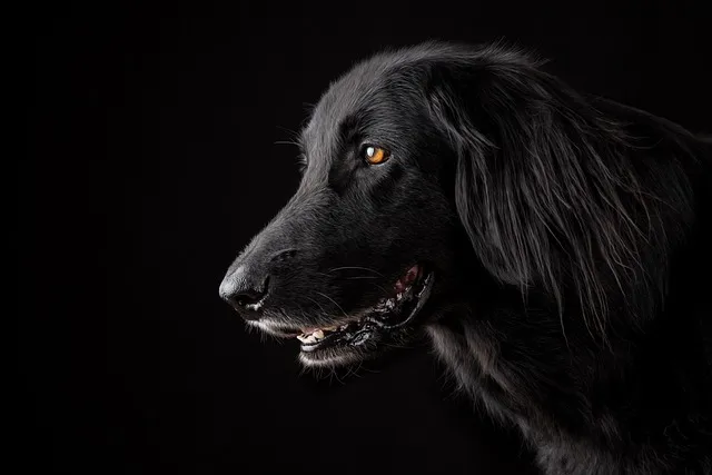 dog looks in dark