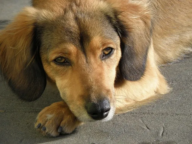 dog lick their paw