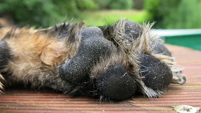 after dog lick their paw