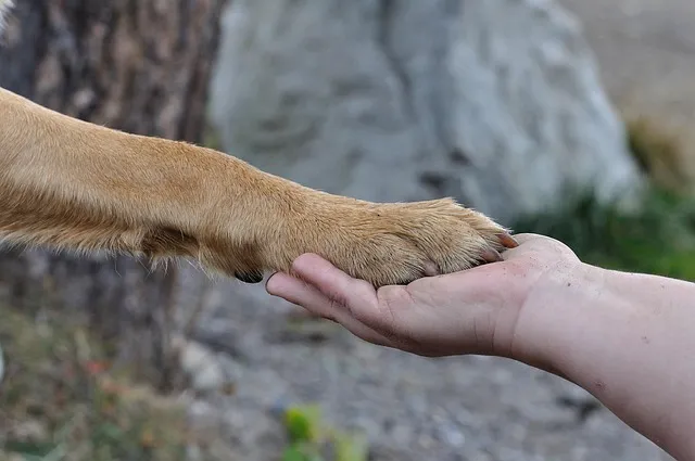 dog paw and man hand