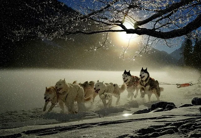 Huskies dogs see in dark and walking