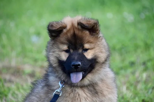 black puppy dog