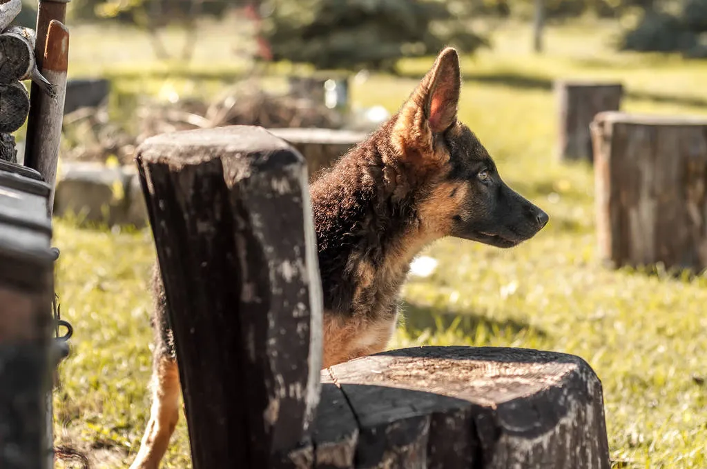 A cute german shepherd puppy dog discovering the backyard on a sunny autumn day.