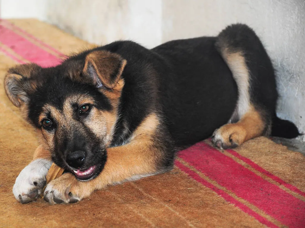 A german shepherd pup chewing on a stick while laying down on the floor