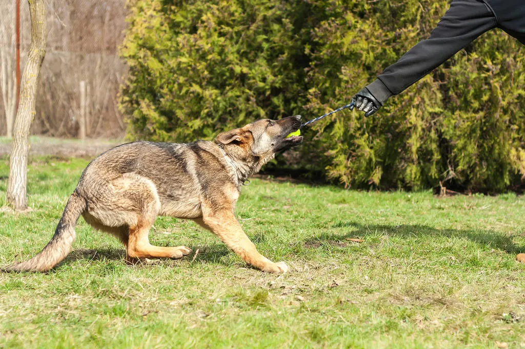 A German shepherd puppy trained by a dog trainer with a ball in a green environment at a sunny springtime.