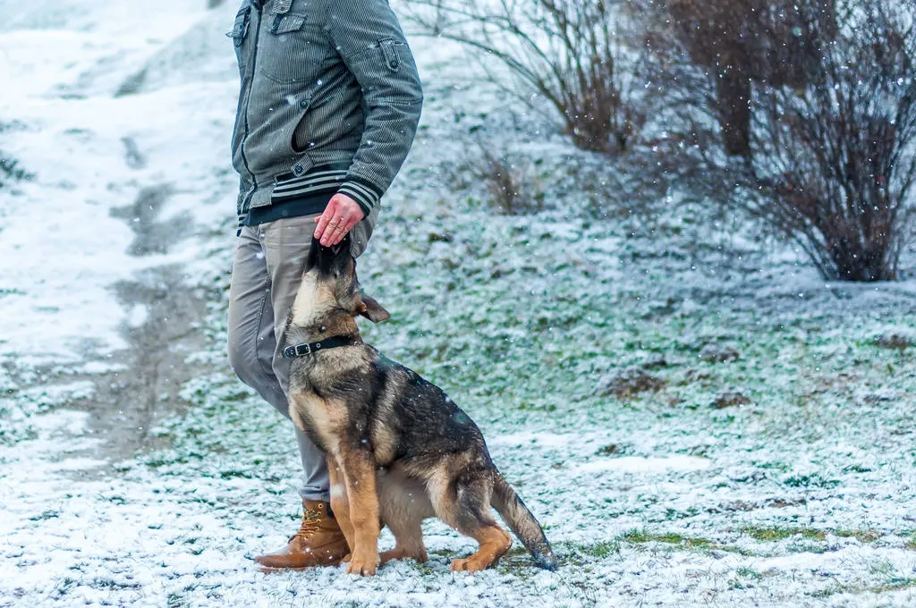 A german shepherd puppy trained by his owner and getting treats in winter environment with snowfall