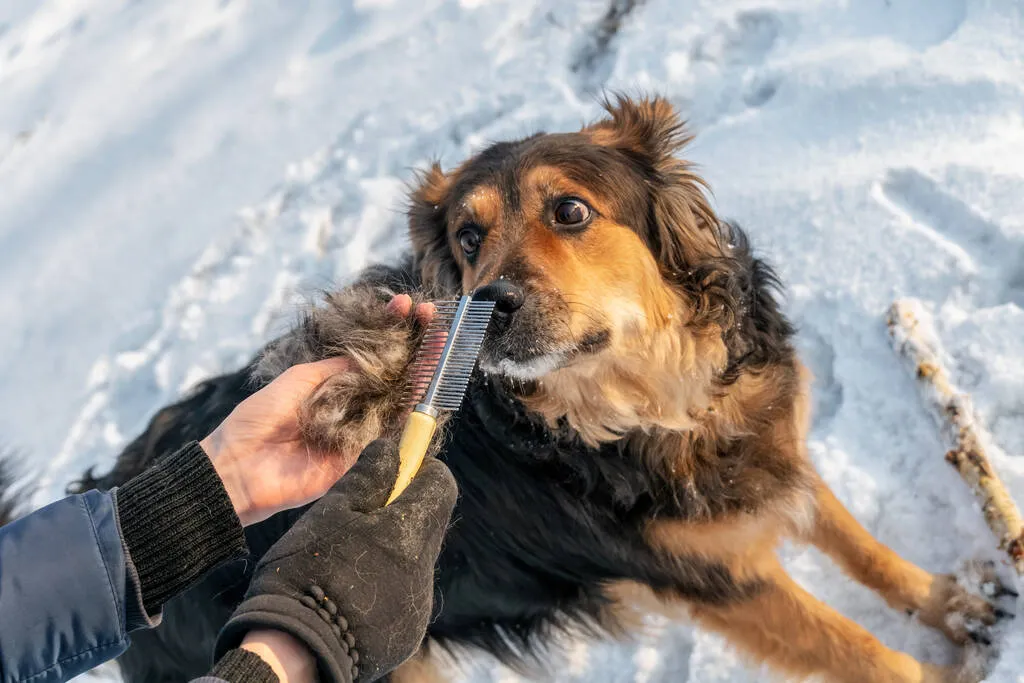 A girl is combing a German shepherd outside on a sunny winter day; focus on comb with wool 