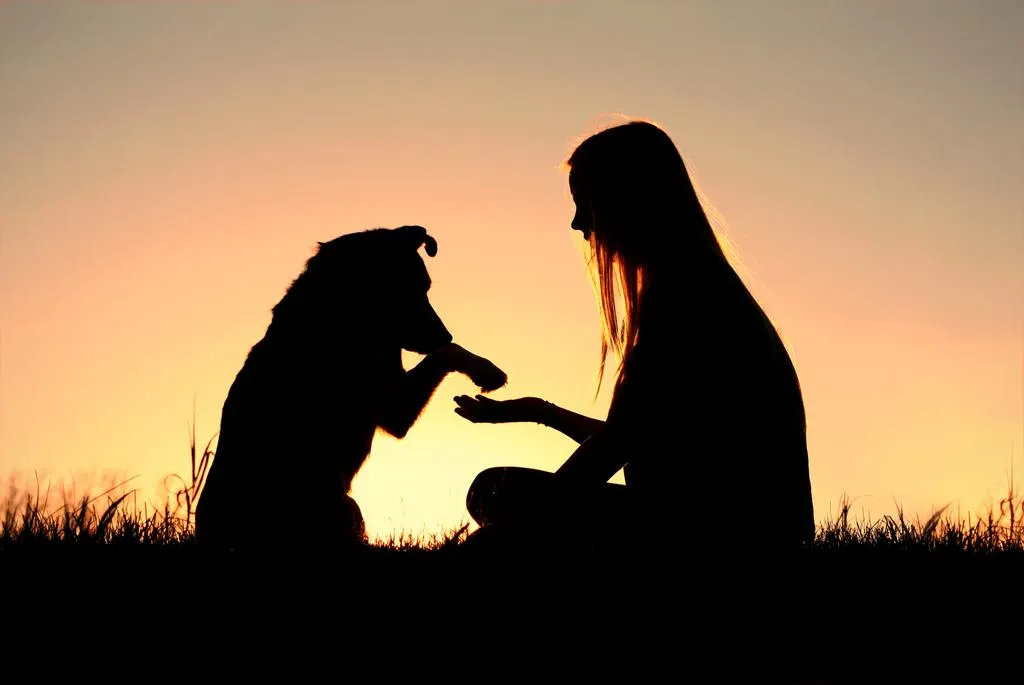 A girl is sitting outside in the grass, shaking hands with her German Shepherd dog, silhouetted against the sunsetting sky