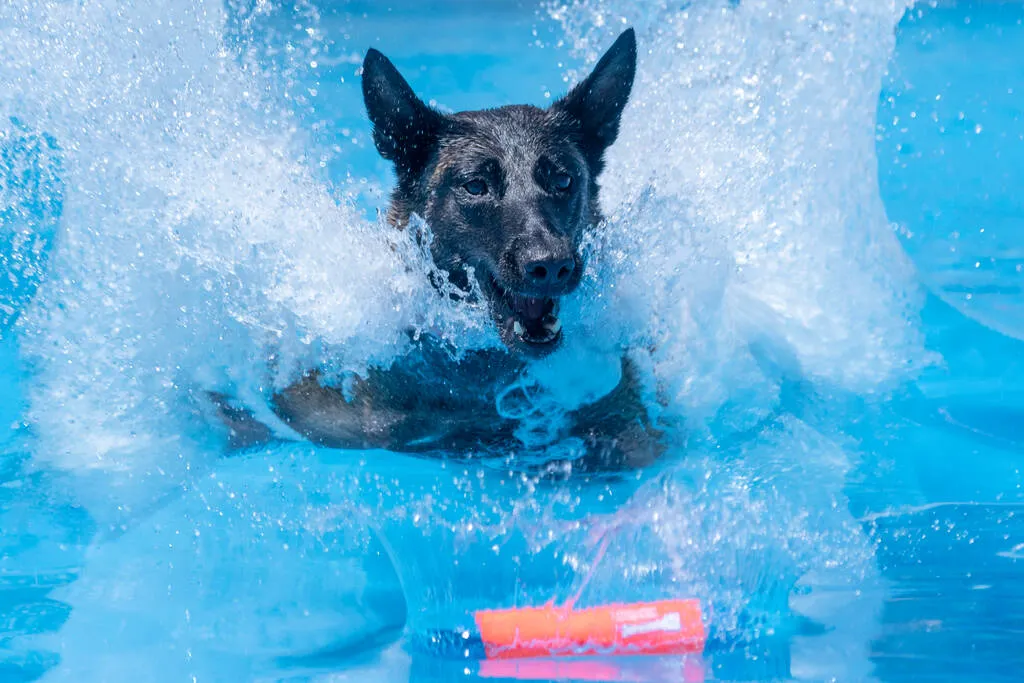 Belgian Malinois about to grab his toy after landing in the pool at a dock diving event