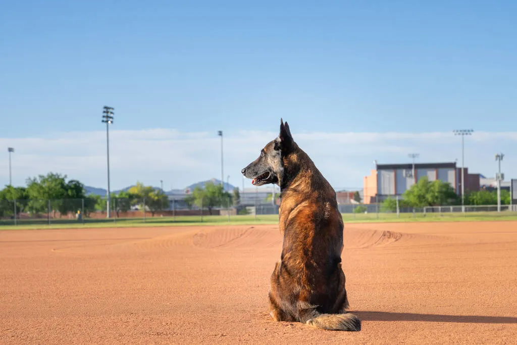 Belgian Malinois posing for a natural outdoor portrait on a baseball diamond
