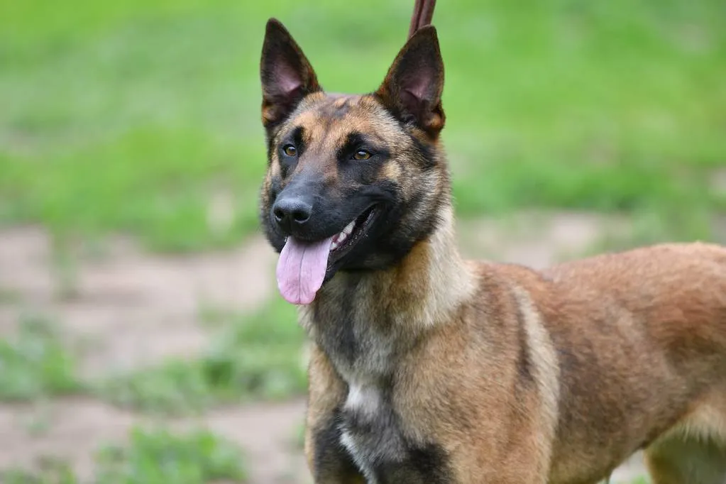 Belgian Shepherd Malinois on a walk in the summer