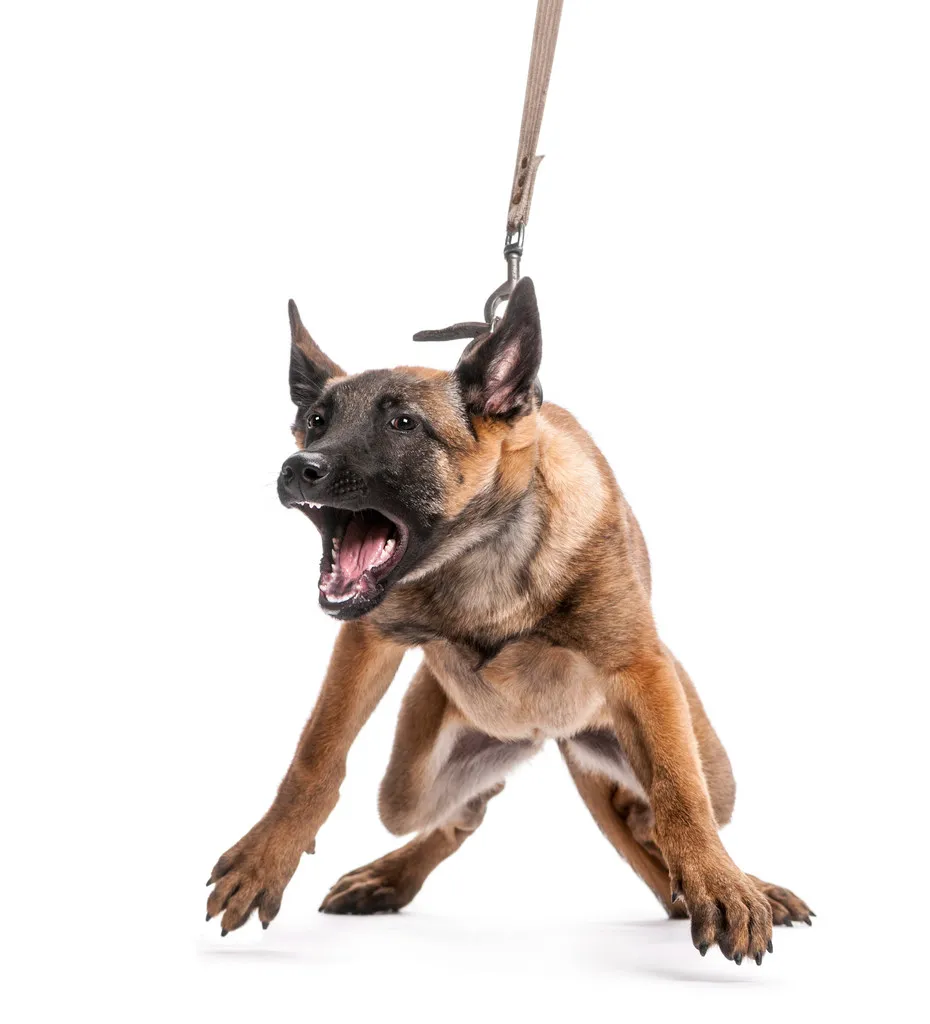 Belgian Shepherd leashed and aggressive against white background