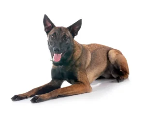 Belgian malinois in front of white background