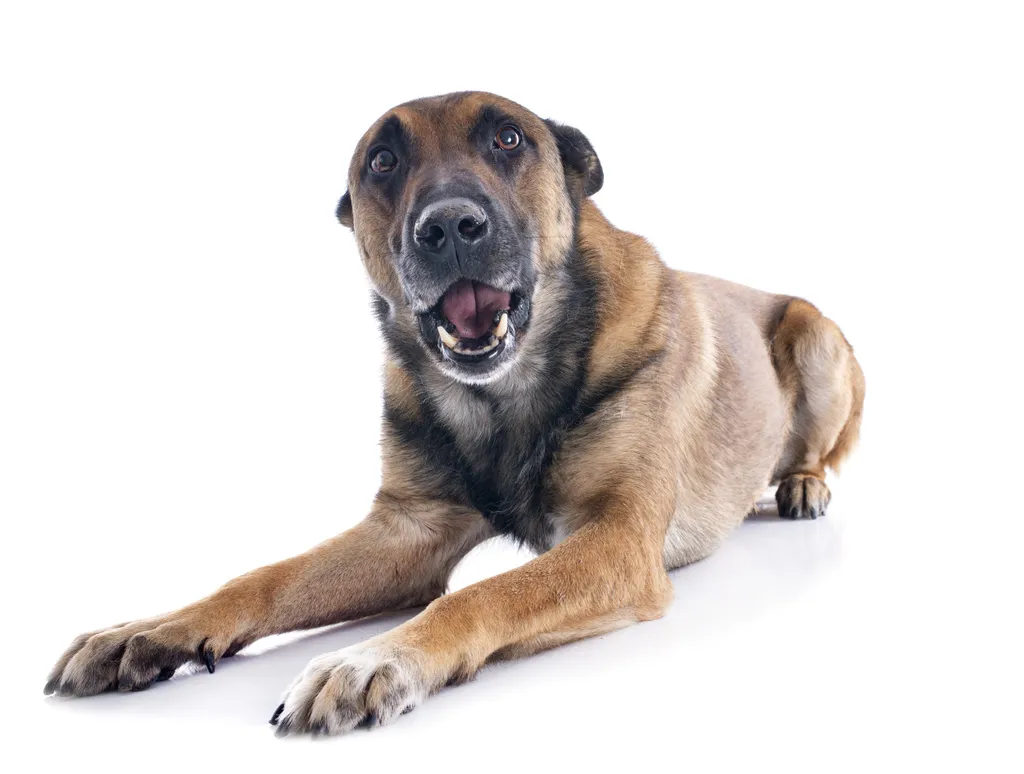 Belgian shepherd in front of white background is barking 