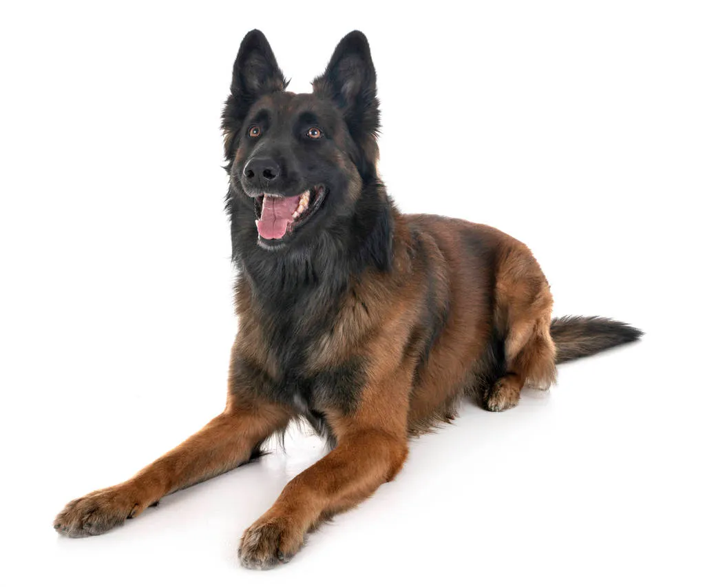 Belgian shepherd tervuren in front of white background 