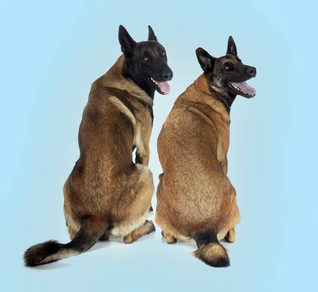 Belgian shepherds in front of white background
